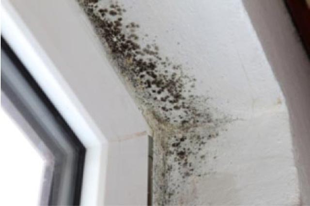 Condensation and Black Spot Mould